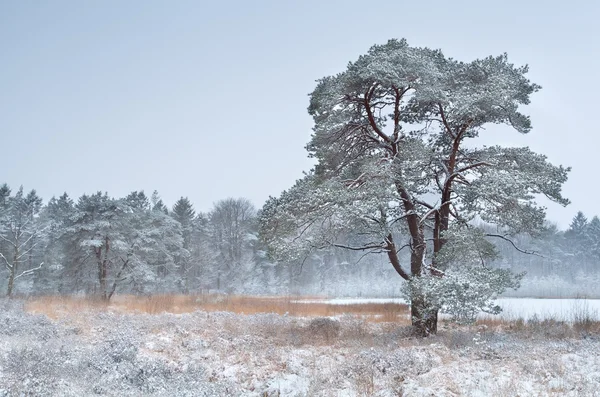 Träd och sjön i vinter snö — Stockfoto