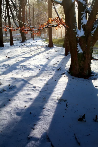 Karlı kış ormandaki gündoğumu — Stok fotoğraf