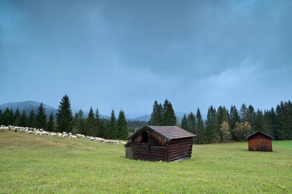 Moutons sur prairie alpine — Photo