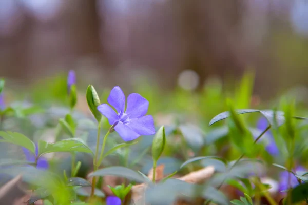 Vinca menor ou flor periwinkle na primavera — Fotografia de Stock