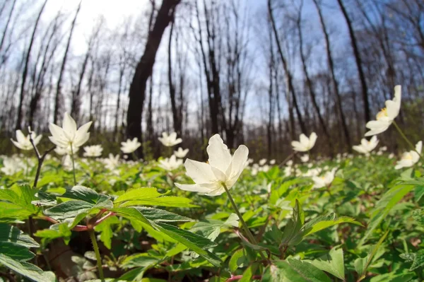 Anémona flores silvestres en el bosque —  Fotos de Stock
