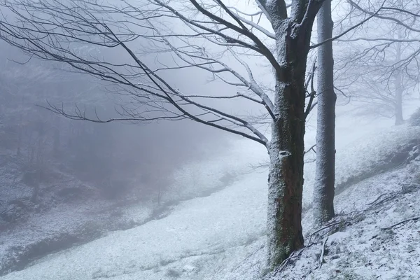 Árvores na neve durante a manhã nebulosa — Fotografia de Stock