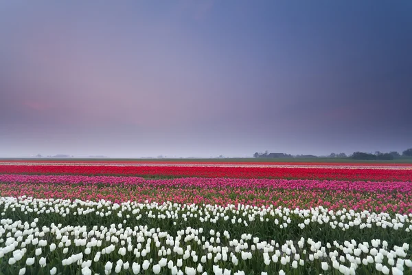 Tulip field at sunset in spring — Stock Photo, Image