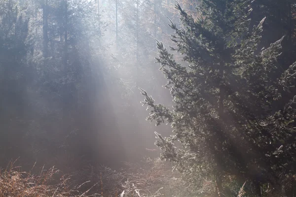 Morning sunshine in coniferous forest — Stock Photo, Image