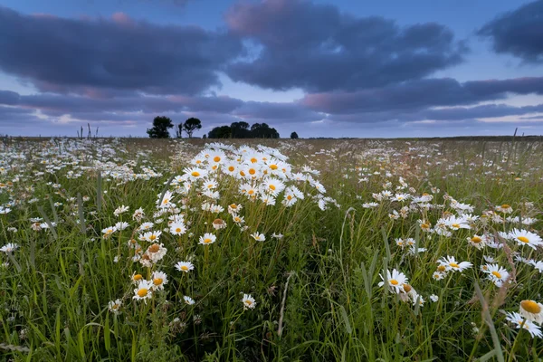 Kamomill blomma fältet vid solnedgången — Stockfoto