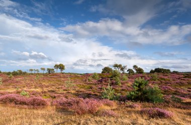 Heather ve mavi gökyüzü çiçekli