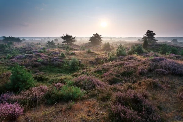 Sonnenaufgang und blühende Heide auf den Dünen — Stockfoto