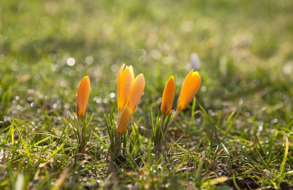 Flores de croco amarelo na luz do sol — Fotografia de Stock