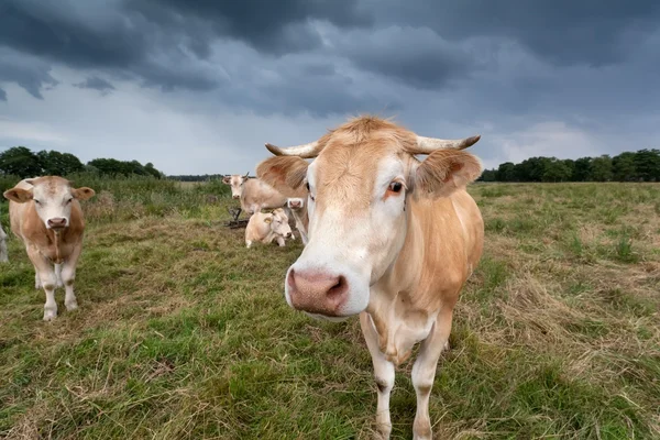 Kuh auf der Weide aus nächster Nähe — Stockfoto