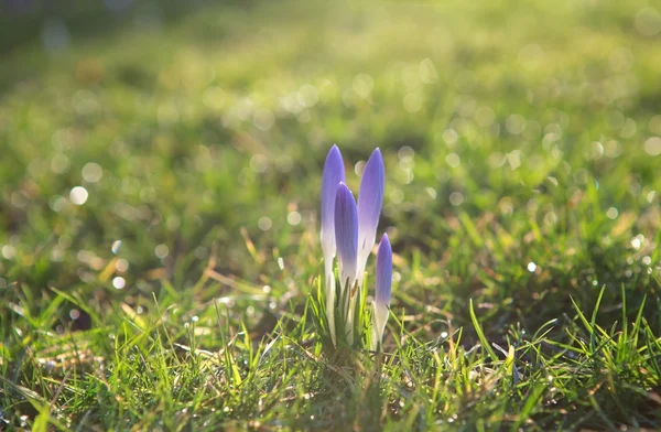 Purple crocus flowers on green grass — Stock Photo, Image