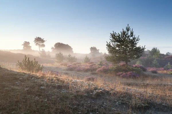 Mistige zomer zonsopgang — Stockfoto