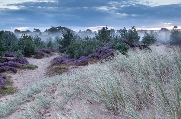 Sand dune and flowering heather in morning — Stock Photo, Image