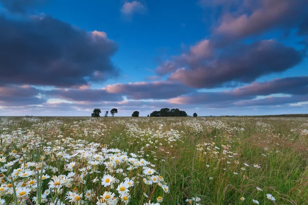 Kamomill blomma fältet efter solnedgången — Stockfoto