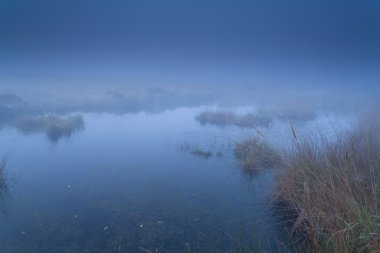 foggy swamp in dusk clipart