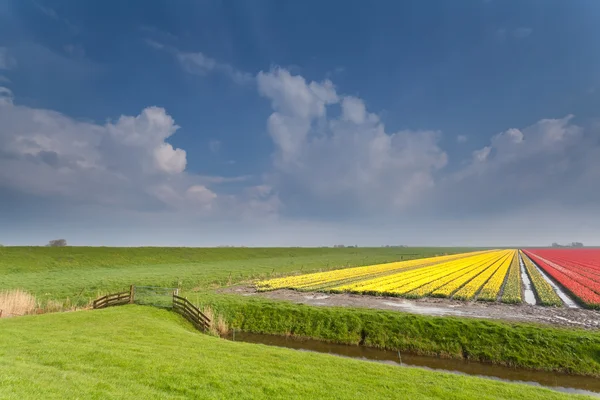 Holländisches Ackerland mit Tulpenfeld — Stockfoto