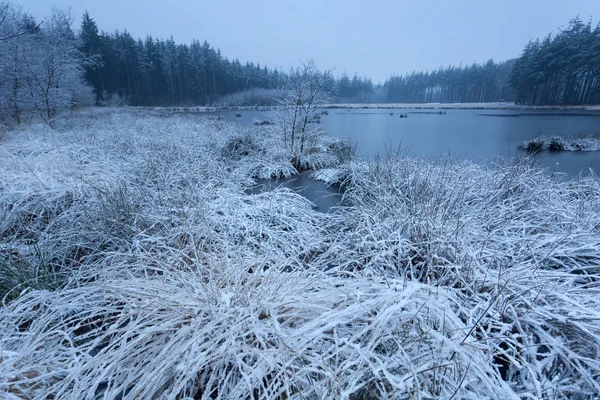 Lumi ja pakkanen luonnonvaraisella metsäjärvellä — kuvapankkivalokuva