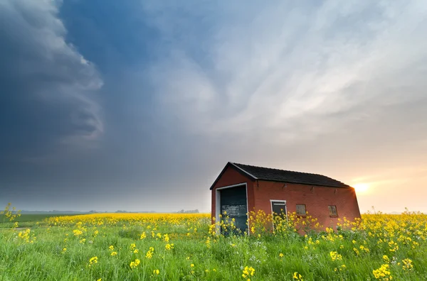 Farmhouse on rapeseed field at sunset — Stock Photo, Image