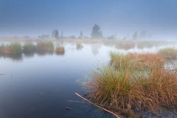 Matin brumeux sur marais — Photo