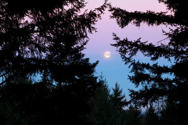 Volle maan bij zonsopgang - boszicht — Stockfoto