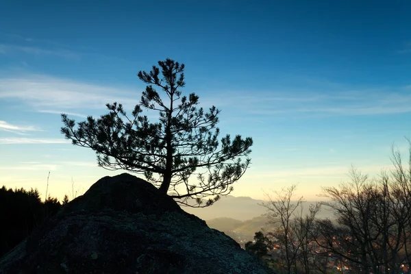 Pino sobre roca al atardecer — Foto de Stock