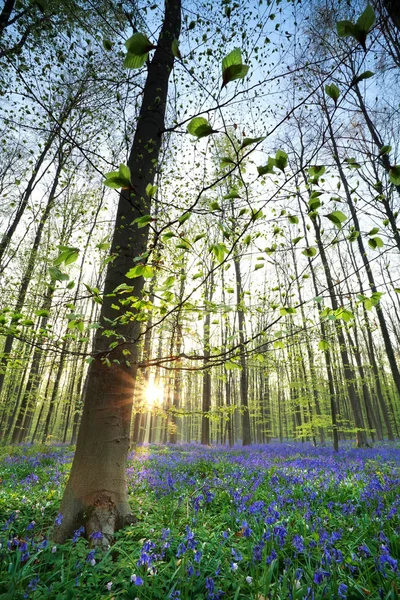 Sunrise in bluebell forest — Stock Photo, Image