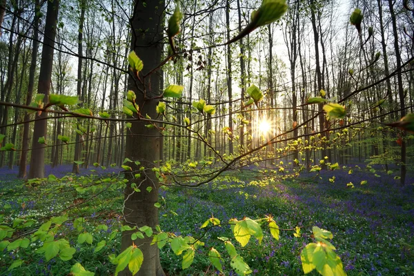 Sunrise in forest with bluebells — Stock Photo, Image