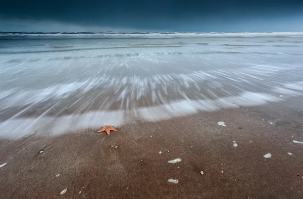 Gwiazda morza na wybrzeżu Morza Północnego w burzy — Zdjęcie stockowe