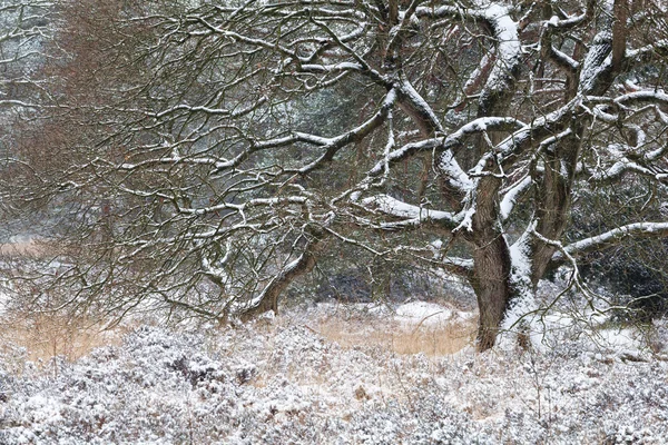 Träd i snön under vintern — Stockfoto