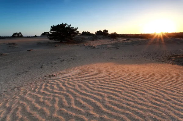 Lever de soleil sur une dune de sable — Photo