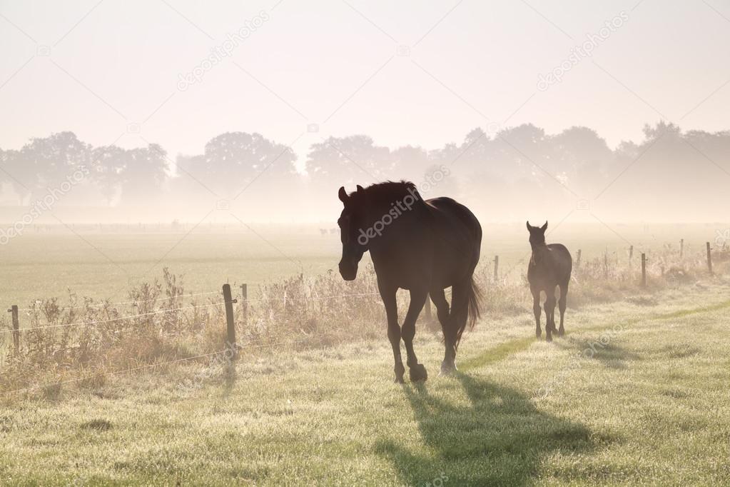 horses walk on misty pasture