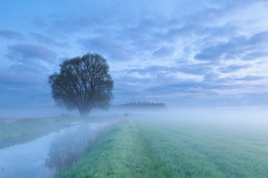 sabah sis Nehri tarafından Tree