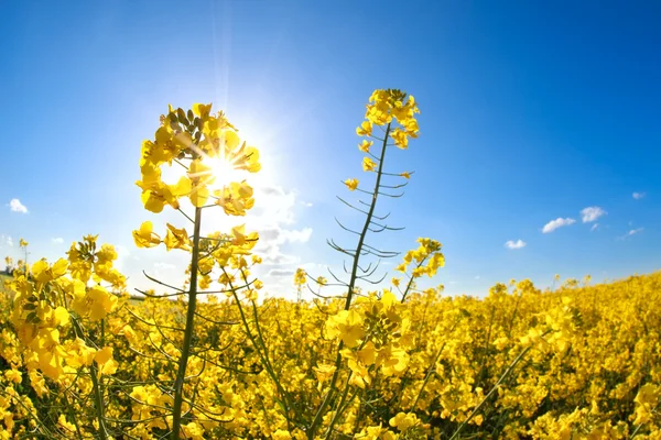 Fiori di colza sopra cielo blu e sole — Foto Stock