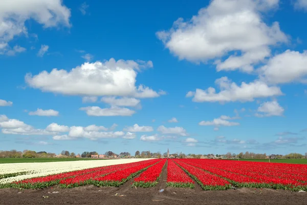 红色和白色的郁金香和蓝蓝的天空 — 图库照片