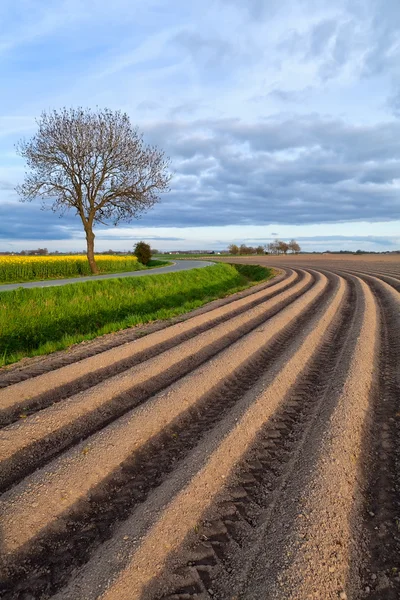 Campo arborizado na primavera Fotos De Bancos De Imagens