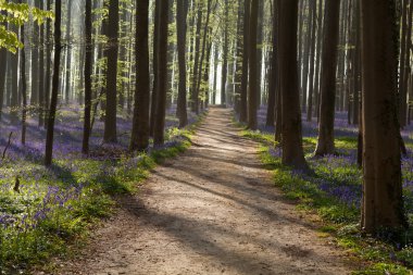 bluebells ile güneşli Orman yolundaki
