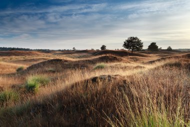 sabah güneş ışığı dunes üzerinde