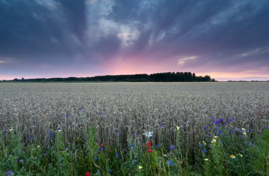 Günbatımında buğday alan üzerine yaz