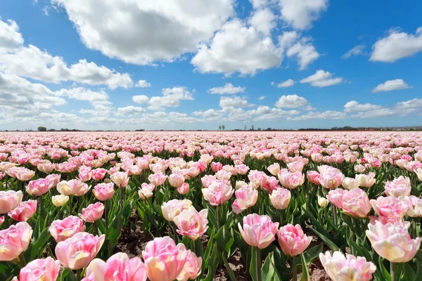 Campo de tulipa rosa e céu azul — Fotografia de Stock