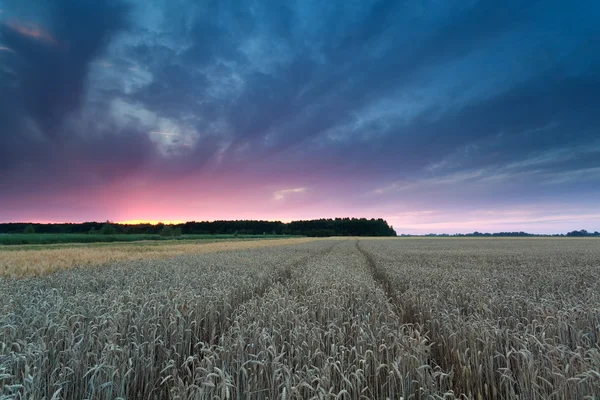 Pôr do sol sobre campo de trigo — Fotografia de Stock