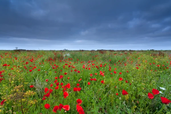 Campo de flor de papoula no verão — Fotografia de Stock