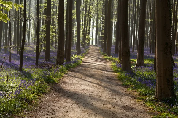 Bluebells ile güneşli Orman yolundaki — Stok fotoğraf