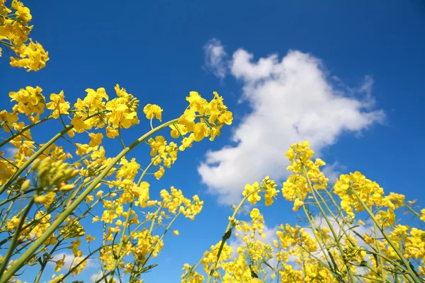 Рапсовые цветы и голубое небо — стоковое фото