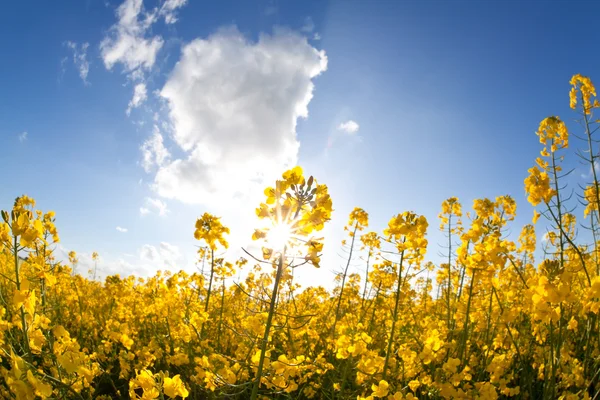 Rapeseed oil flowers and sunbeams over blue sky — Stock Photo, Image