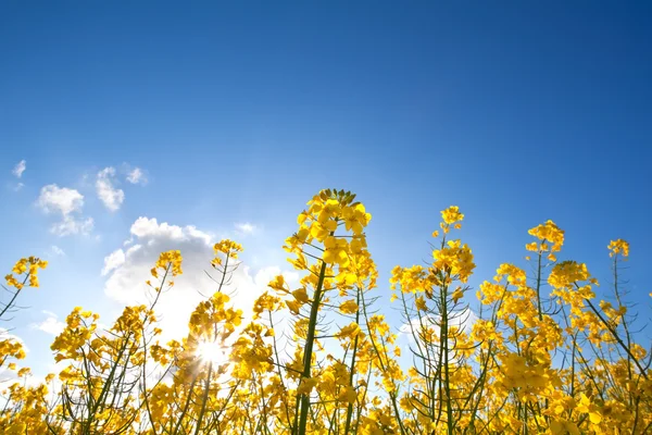 Rapsolja blommor under blå himmel — Stockfoto