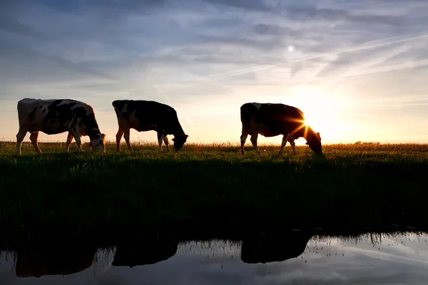 Cows by river at sunset — Stock Photo, Image