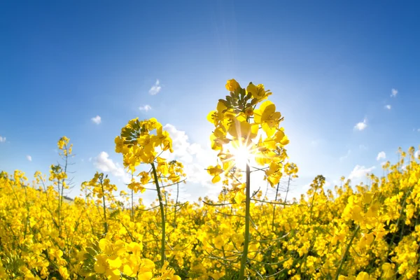 Solsken på gula rapsolja blomma fältet — Stockfoto