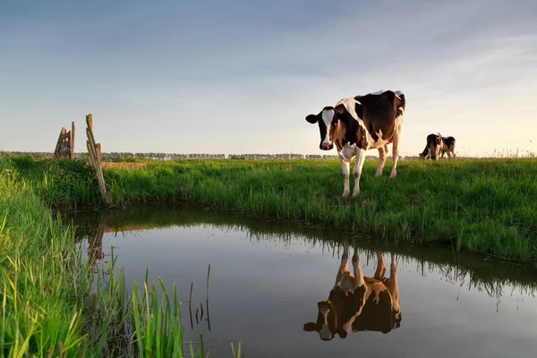 Vaca por rio ao pôr do sol Imagem De Stock