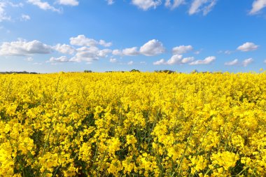 yağlı tohum çiçek alan mavi gökyüzü üzerinde
