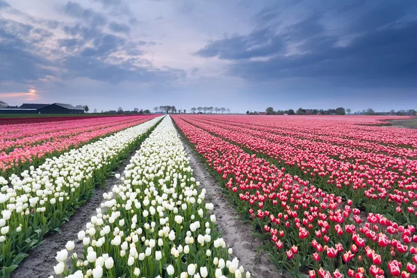 Červený a bílý Tulipán pole na jaře — Stock fotografie