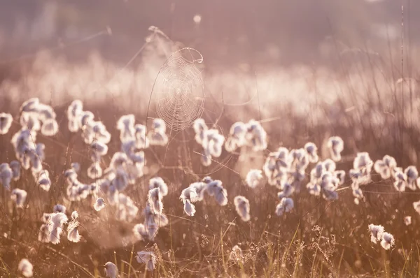 Cottograss and spiderweb in morning light — Stock Photo, Image